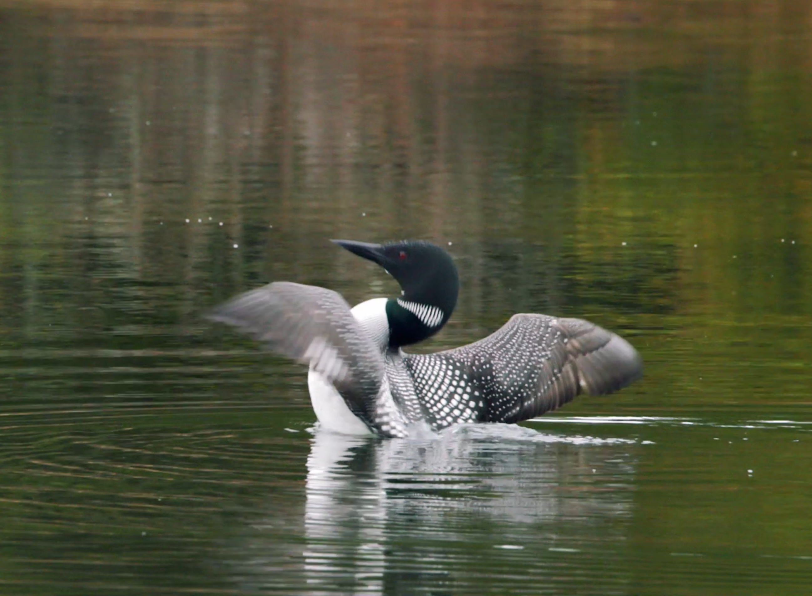 Common Loon