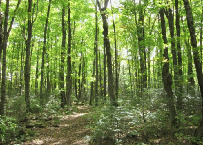 McGeachie Trail