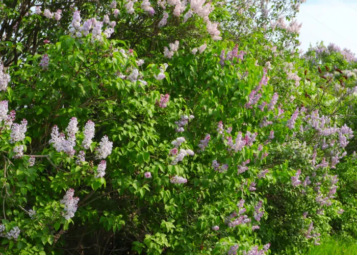 Lilacs along side of road in Lonsdale
