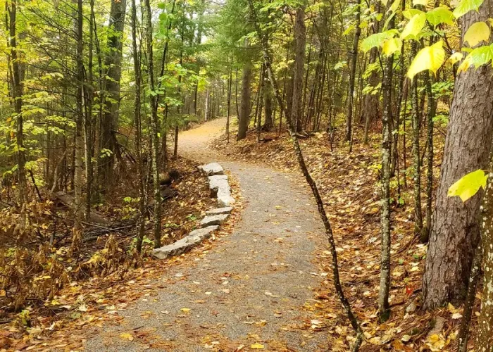 image of a trail in a forest